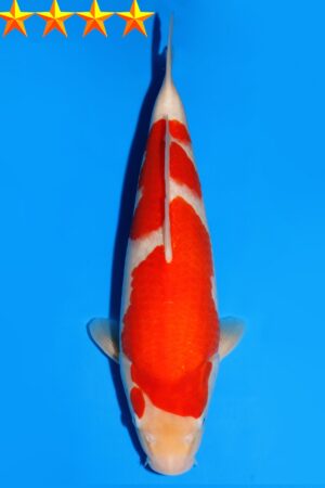 GK-2313 - Kohaku - Dainichi