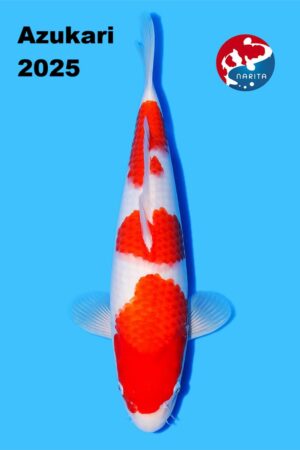 GK-2358 - Kohaku - Nogami