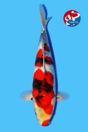 GK-2353 - Showa - Isa