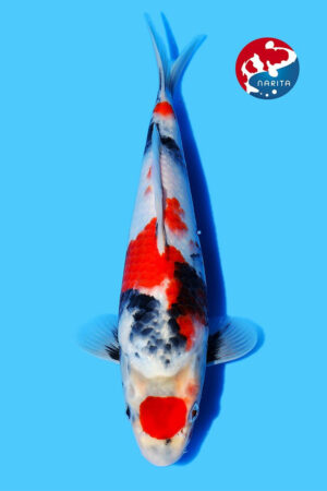 GK-2391 - Showa - Maruhide
