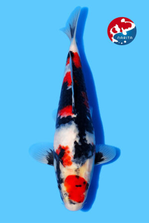 GK-2392 - Showa - Maruhide