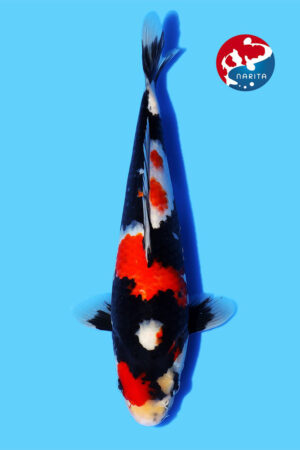 GK-2397 - Showa - Maruhide