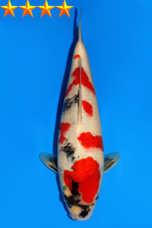 GK-2315 - Showa - Dainichi