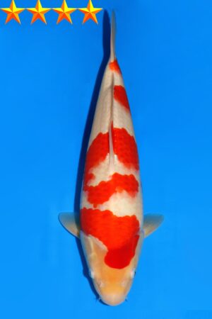 GK-2316 - Kohaku - Dainichi