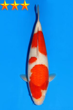 GK-2317 - Kohaku - Dainichi