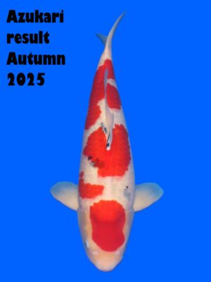 GK-3322 - Sanke - Tamaura