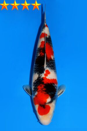 GK-2318 - Showa - Dainichi