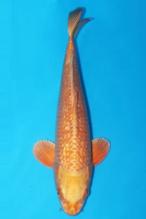 GK-2360 - Gin Rin Orenji Ogon - Maruhiro