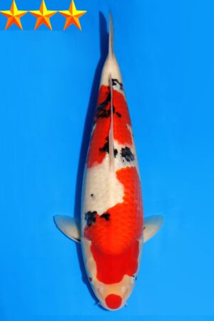 GK-2319 - Sanke - Dainichi