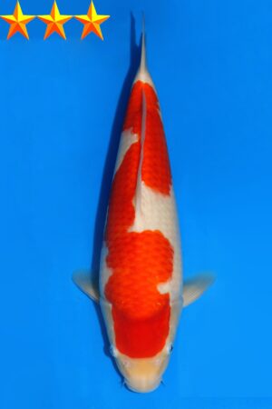 GK-2320 - Kohaku - Dainichi
