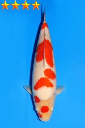 GK-2321 - Kohaku - Dainichi