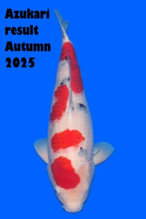 GK-3323 - Sanke - Tamaura