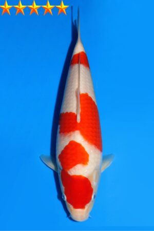 GK-2322 - Kohaku - Dainichi