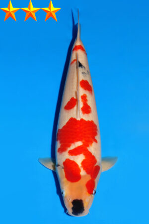 GK-2323 - Showa - Dainichi