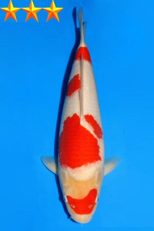 GK-2325 - Kohaku - Dainichi