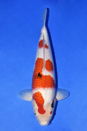 GK-2270 - Sanke - Tamaura