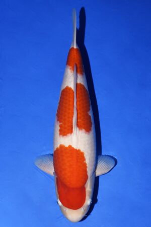 GK-2280 - Kohaku - Tamaura