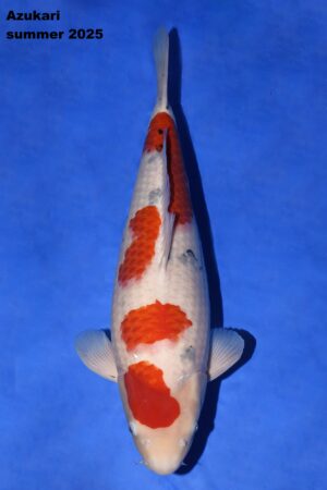GK-2274 - Sanke - Tamaura