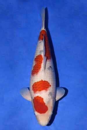 GK-2274 - Sanke - Tamaura