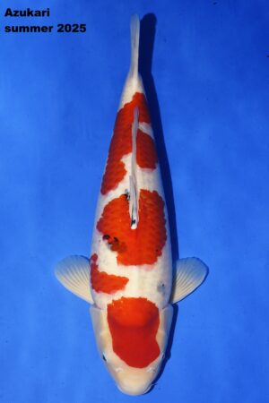 GK-2281 - Sanke - Tamaura