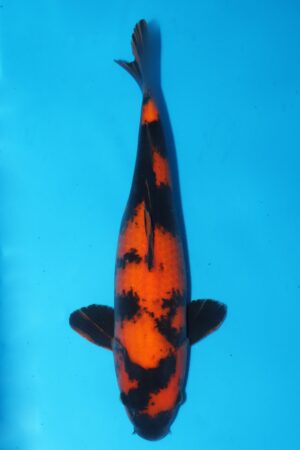 GK-2350 - Hi Utsuri - Shinoda