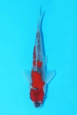 GK-2378 - Goshiki - Masaki