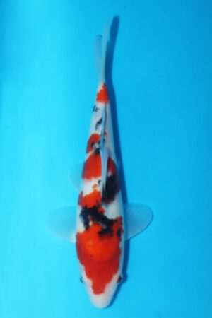 GK-2385 - Sanke - Marudo