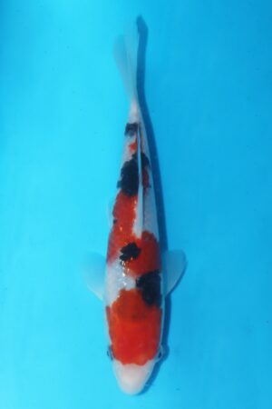 GK-2386 - Sanke - Marudo
