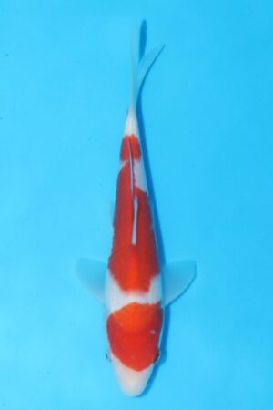 GK-2387 - Kohaku - Marudo