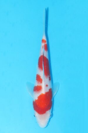 GK-2388 - Kohaku - Marudo