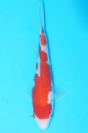 GK-2389 - Kohaku - Marudo