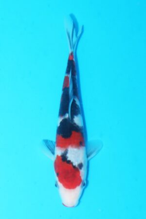 GK-2394 - Sanke - Marudo