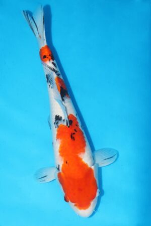 GK-2393 - Sanke - Takigawa