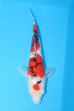 GK-2384 - Sanke - Takigawa