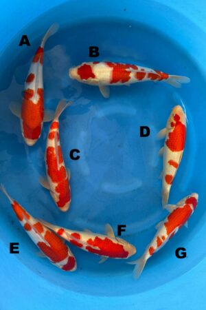 GK-2288 - Kohaku - Matsue