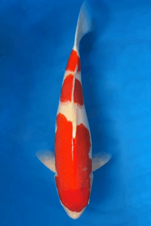 GK-2406 - Kohaku - Matsue