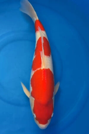 GK-2407 - Kohaku - Matsue