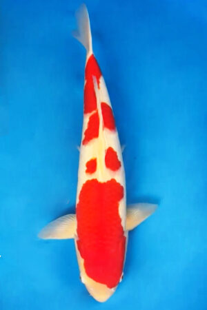 GK-3147 - Kohaku - Matsue