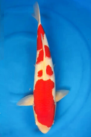 GK-2369 - Kohaku - Matsue