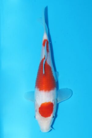 GK-2420 - Kohaku - Murata