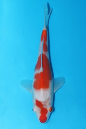 GK-2419 - Kohaku - Murata