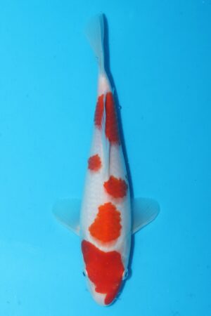 GK-2418 - Kohaku - Murata