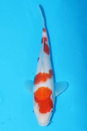 GK-2417 - Kohaku - Murata