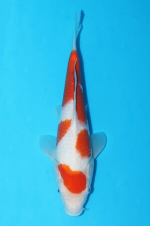 GK-2416 - Kohaku - Murata