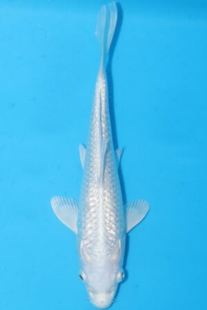 GK-2472 - Purachina Ogon - Miyatora
