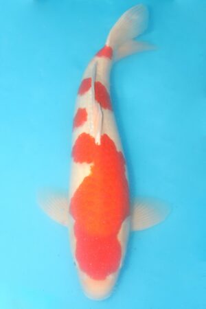 GK-2454 - Kohaku - Taniguchi
