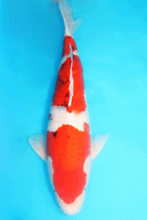 GK-2455 - Sanke - Taniguchi