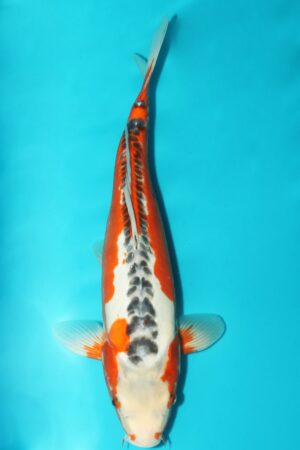 GK-2488 - Shusui - Ozumi