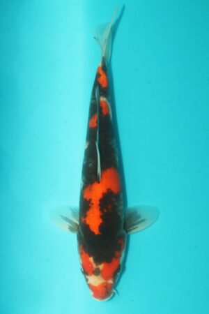 GK-2459 - Showa - Oya