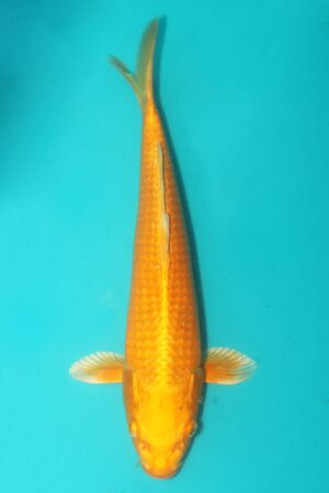 GK-2451 - Orenji Ogon - Izumiya